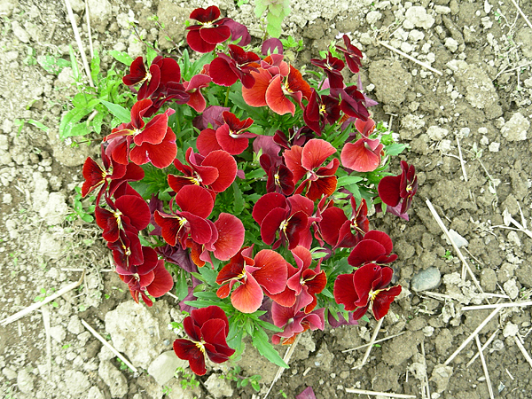 pansy in flower